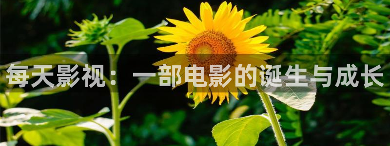 新视觉6080电影院在线看电视剧：每天影视：一部电影的诞生与成长